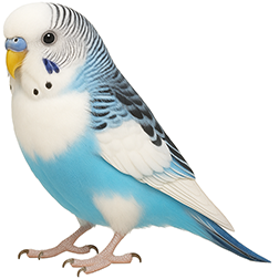 Dominant Pied Budgies